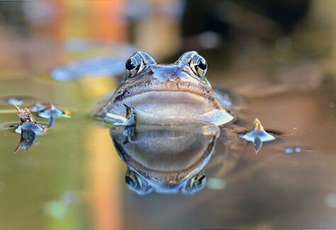 La Grenouille Rousse